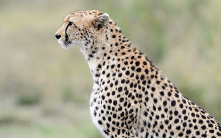 beauty, Cute, Amazing, Animal, Wild, Cheetah, Anima HD Wallpaper Desktop Background
