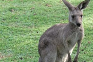 beauty, Cute, Amazing, Animal, Young, Australian, Kangaroo, Animal