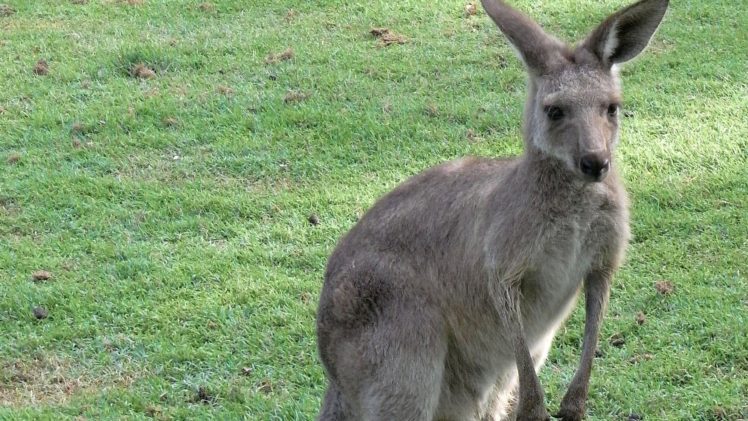 beauty, Cute, Amazing, Animal, Young, Australian, Kangaroo, Animal HD Wallpaper Desktop Background