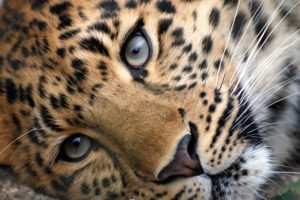 animals, Feline, Leopards