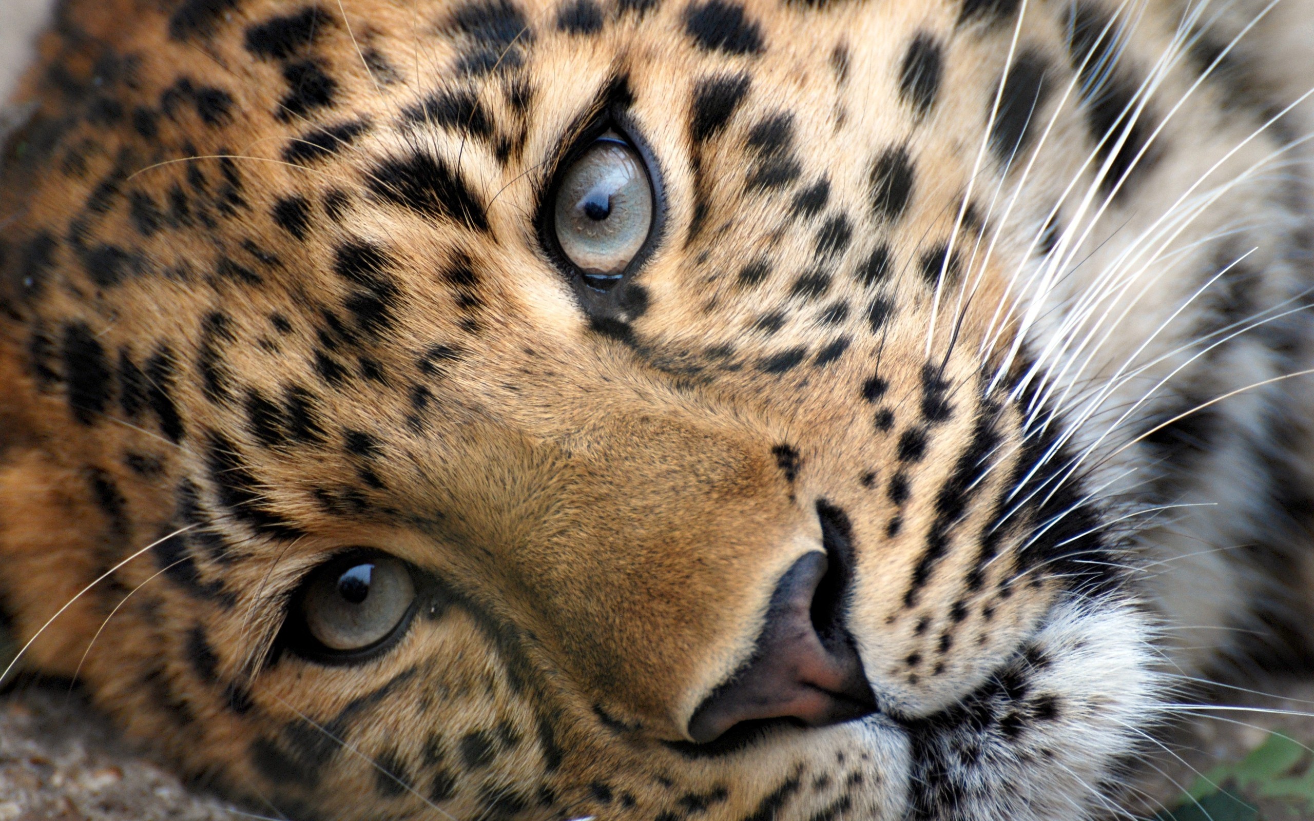 animals, Feline, Leopards Wallpaper