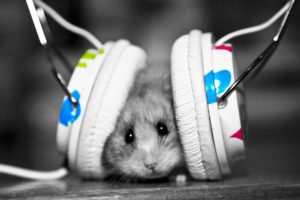 headphones, Music, Animals, Hamsters, Selective, Coloring