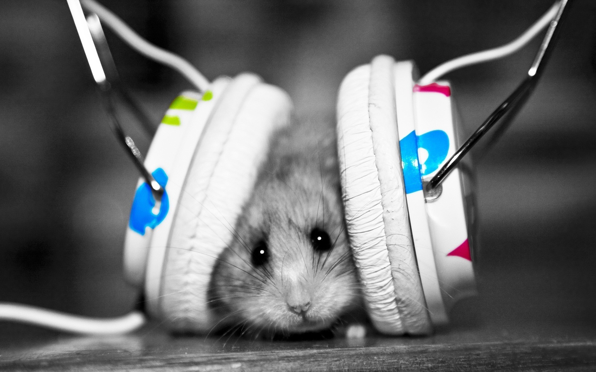 headphones, Music, Animals, Hamsters, Selective, Coloring Wallpaper