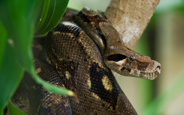 animales, Anaconda, Reptil, Arbol HD Wallpaper Desktop Background