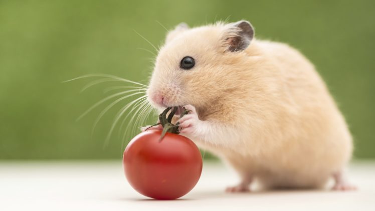 animales, Hamster, Roedor, Tomate HD Wallpaper Desktop Background