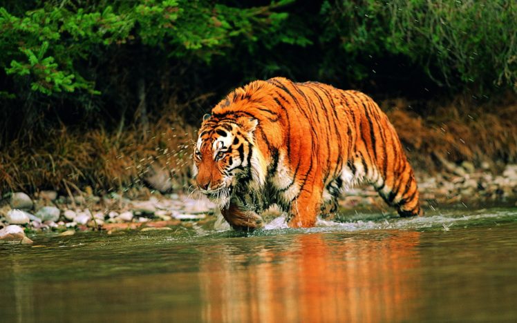 cats, Animals, Tigers, Wet HD Wallpaper Desktop Background