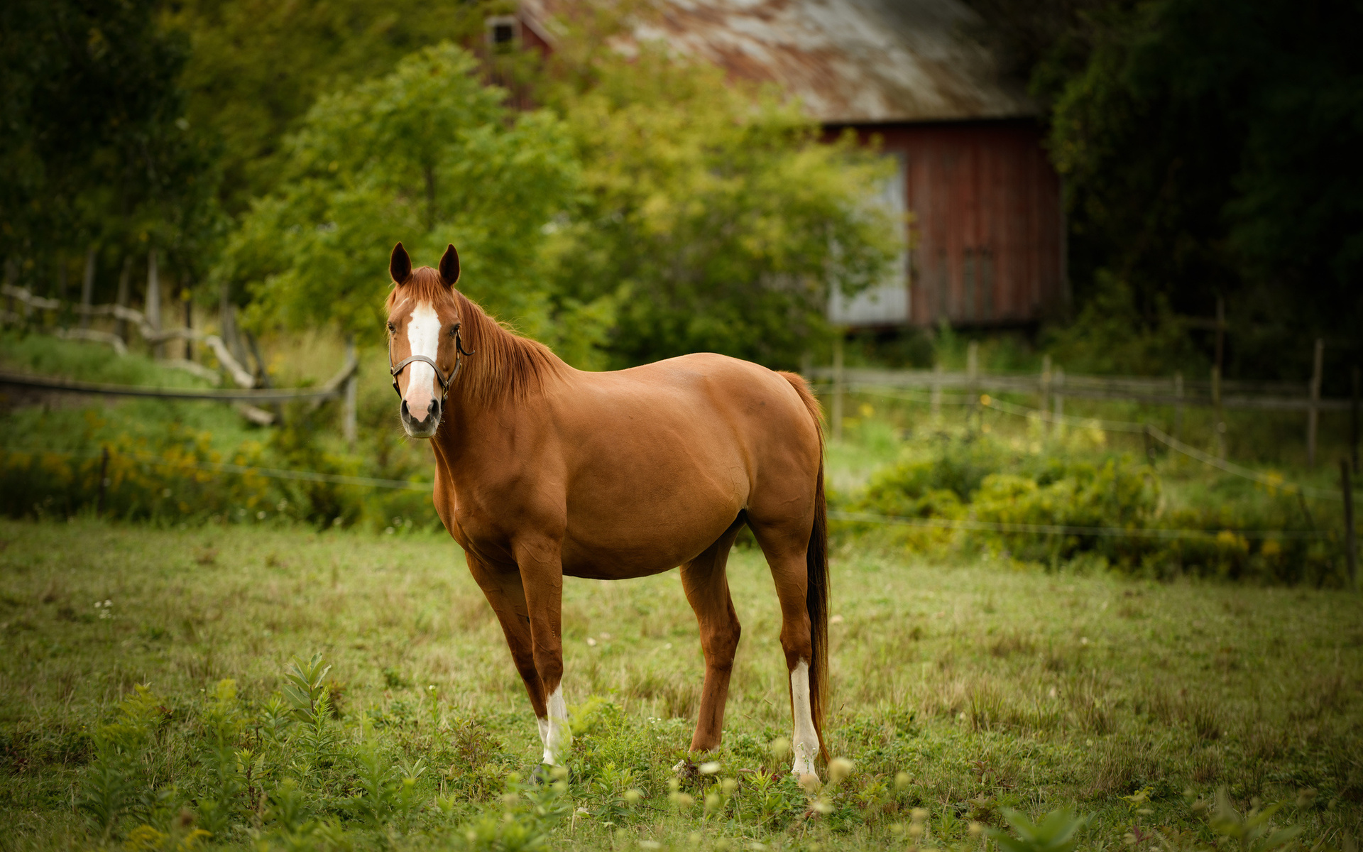 horse, Pasture, Horses Wallpaper