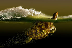 turtle, Sea, Wave, Turtles, Ocean, Waves, Bubbles, Underwater