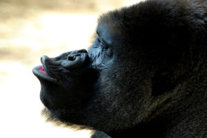 gorilla, Kiss