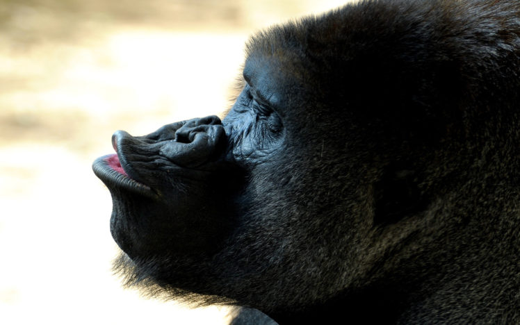 gorilla, Kiss HD Wallpaper Desktop Background