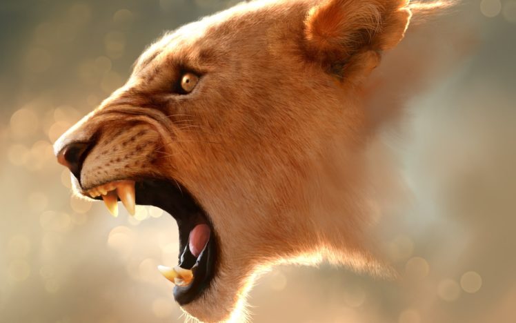 nature, Animals, Wildlife, Lions HD Wallpaper Desktop Background