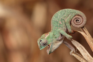 baby, Chameleon