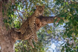 leopard, Predator, Tree, Lie, Branch