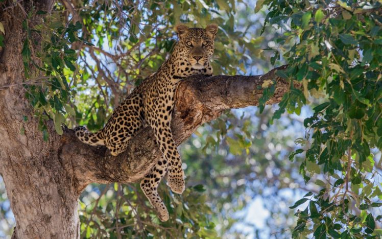 leopard, Predator, Tree, Lie, Branch HD Wallpaper Desktop Background