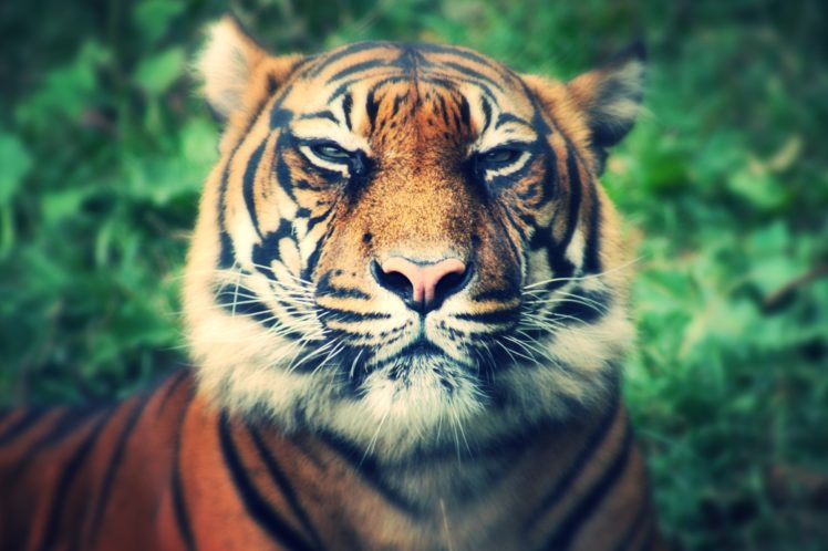 animal, Tiger, Predator, Muzzle, Eyes, Squint HD Wallpaper Desktop Background