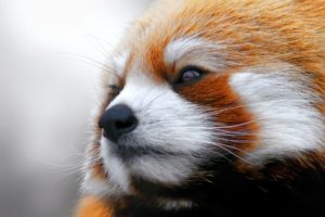 close up, Animals, Red, Pandas