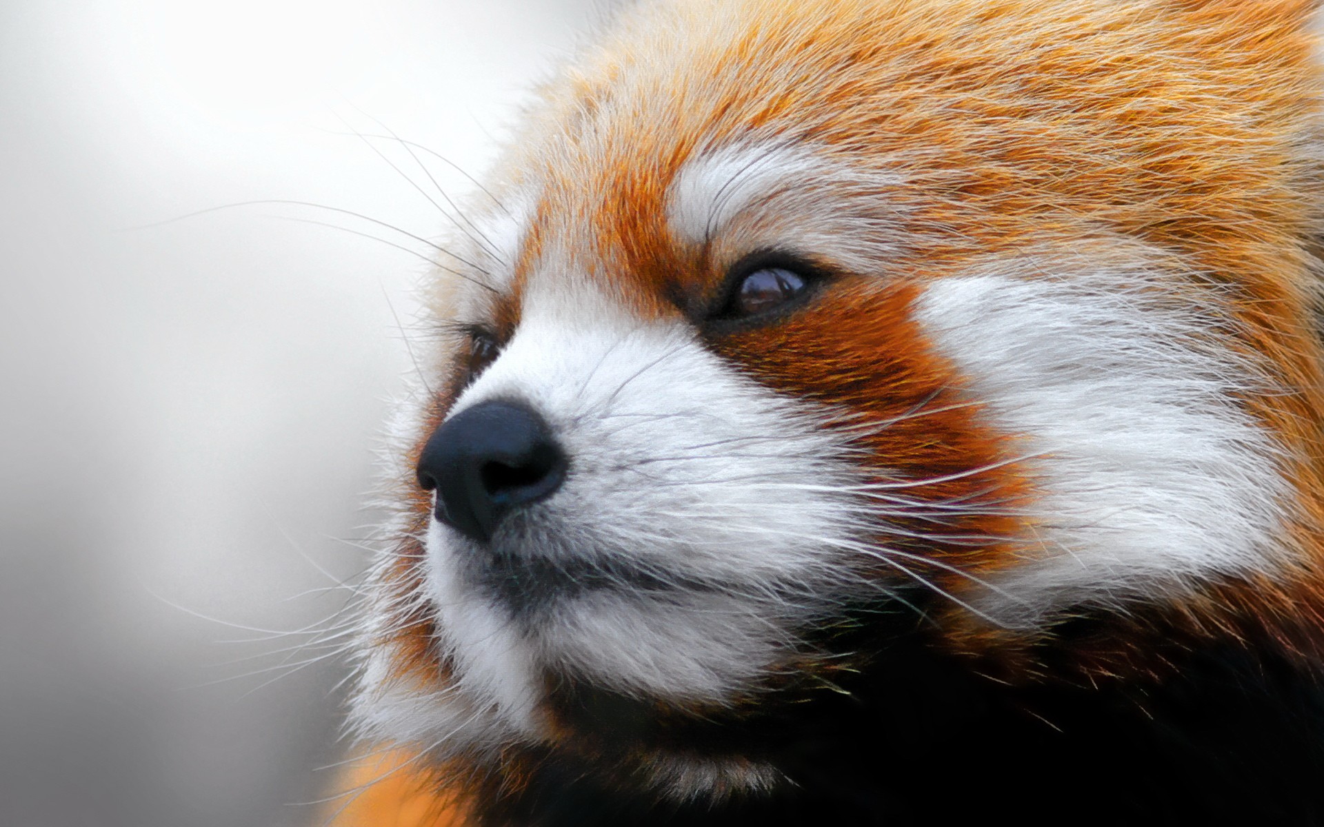close up, Animals, Red, Pandas Wallpaper