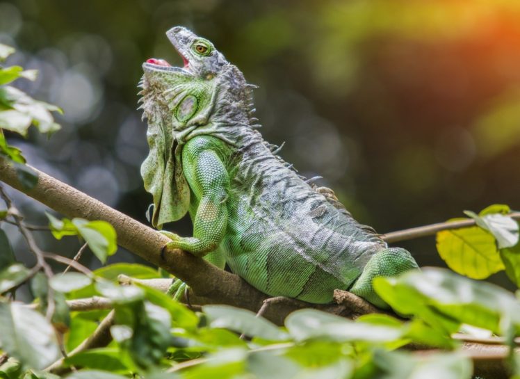 iguana, Reptiles, Animales, Arboles HD Wallpaper Desktop Background