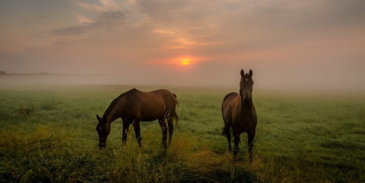 caballos, Mamiferos, Animales, Hierba, Prado HD Wallpaper Desktop Background