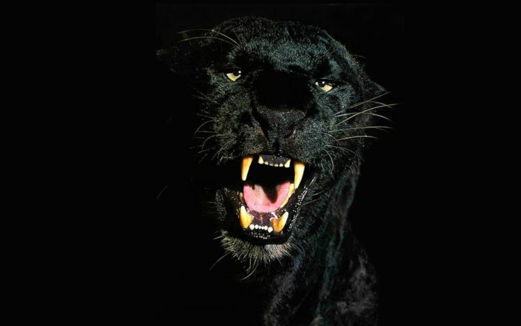 animals, Wildlife, Panthers HD Wallpaper Desktop Background