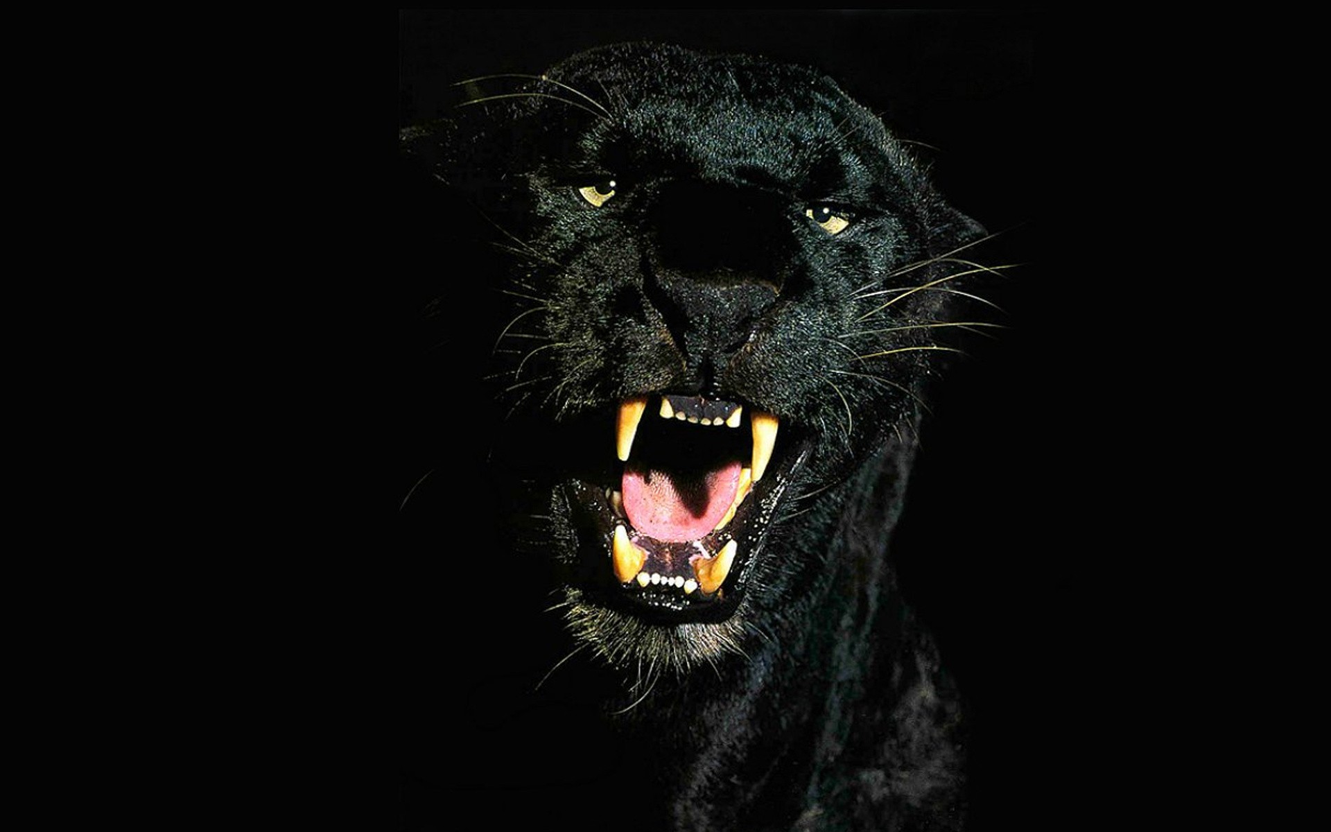 animals, Wildlife, Panthers Wallpaper