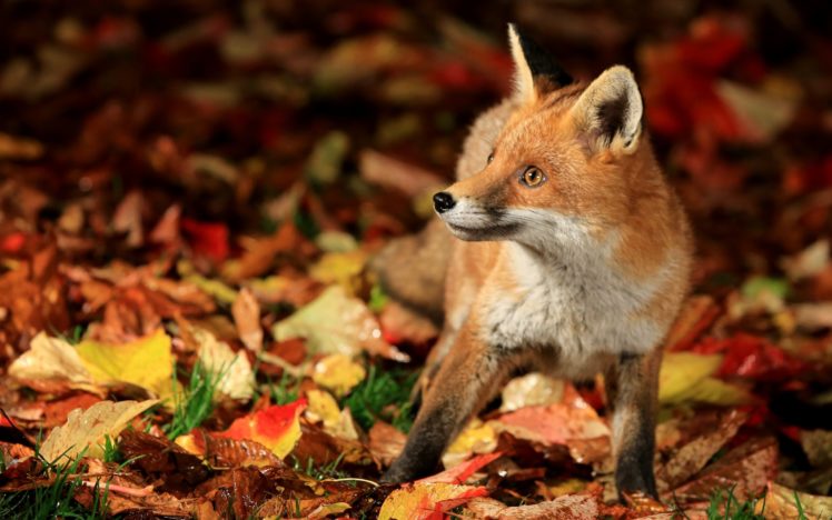 fox HD Wallpaper Desktop Background