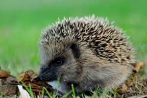 animals, Hedgehogs