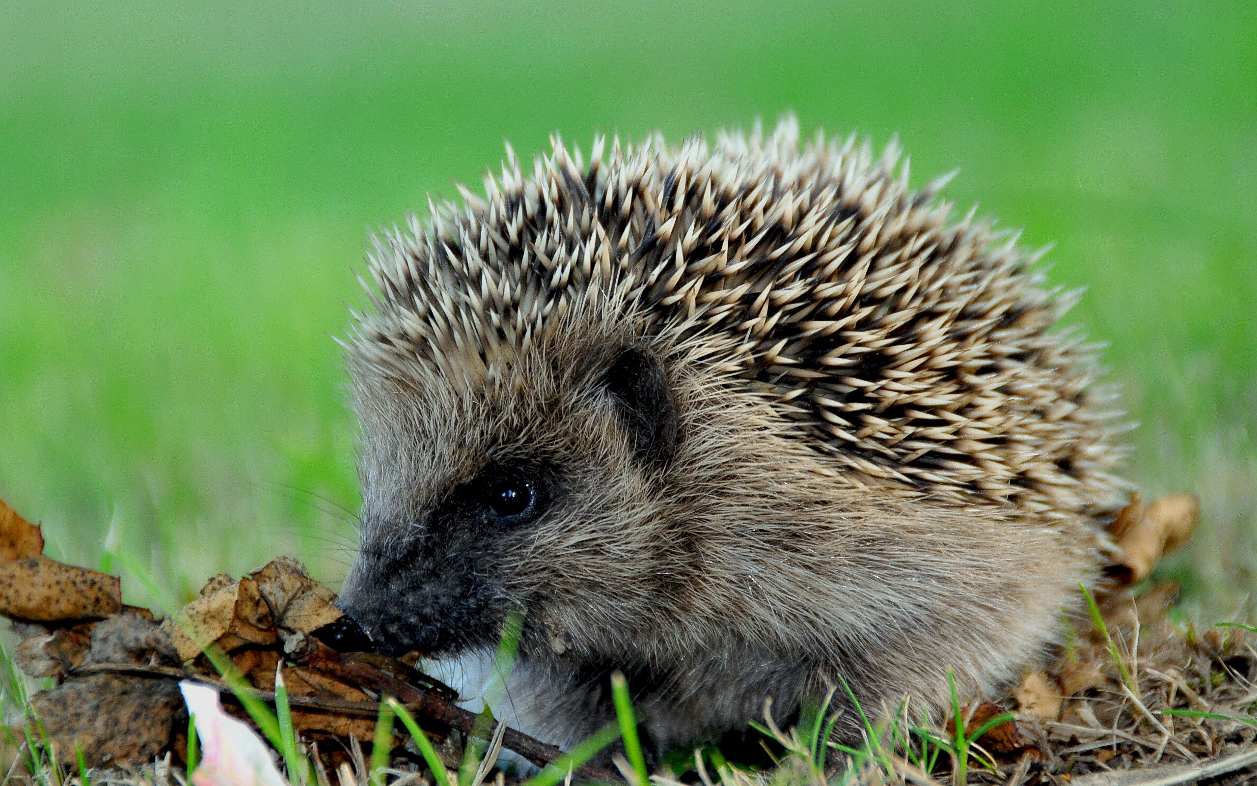 animals, Hedgehogs Wallpaper