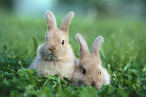 bunnies, Nature, Animals, Grass, Rabbits