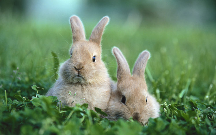 bunnies, Nature, Animals, Grass, Rabbits HD Wallpaper Desktop Background