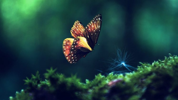 animal, Butterfly, Beauty HD Wallpaper Desktop Background