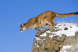 animals, Jumping, Puma, Feline, Cougars