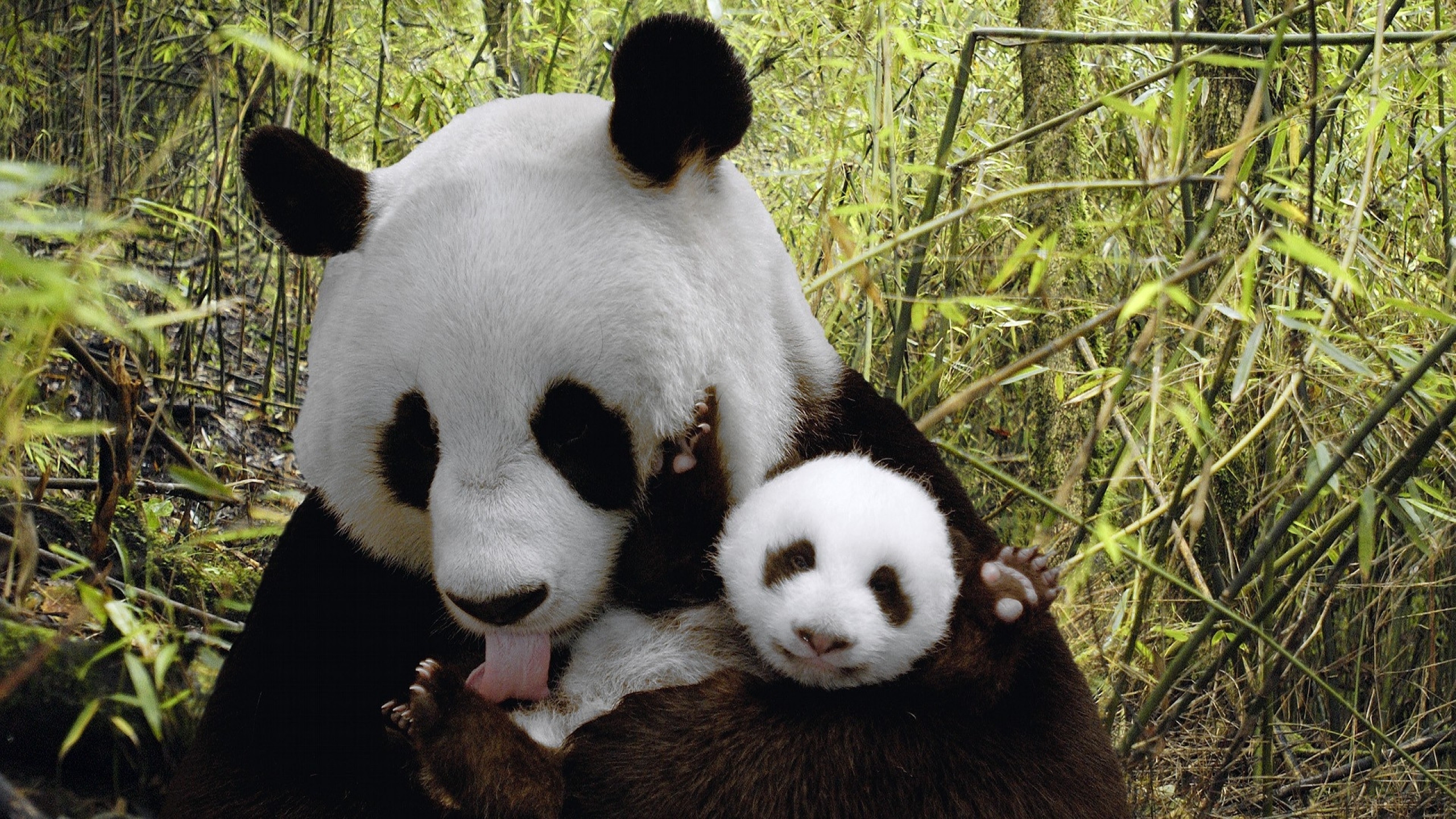 Панда на узбекском языке. Медвежонок Панда. Большая Панда или бамбуковый медведь. Большая Панда с детенышем. Панда бамбуковый медведь.