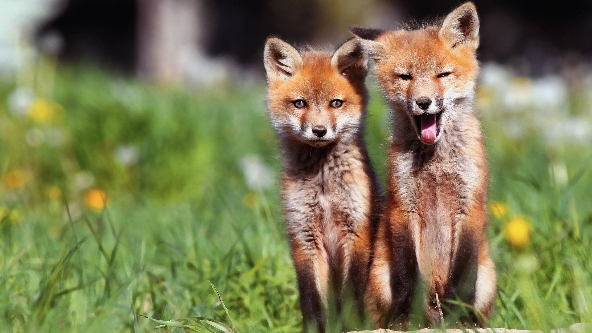 foxes, Fox Wallpaper
