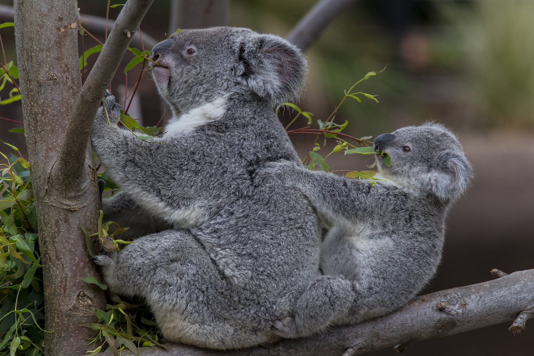 koala Wallpaper