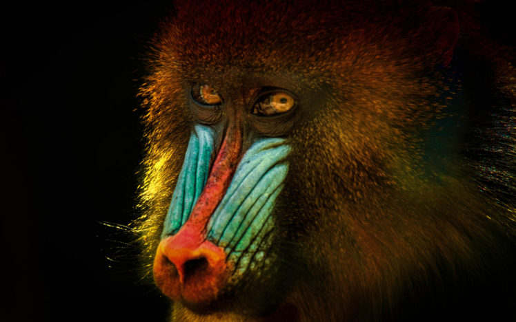 mandrill, Face, Monkey HD Wallpaper Desktop Background