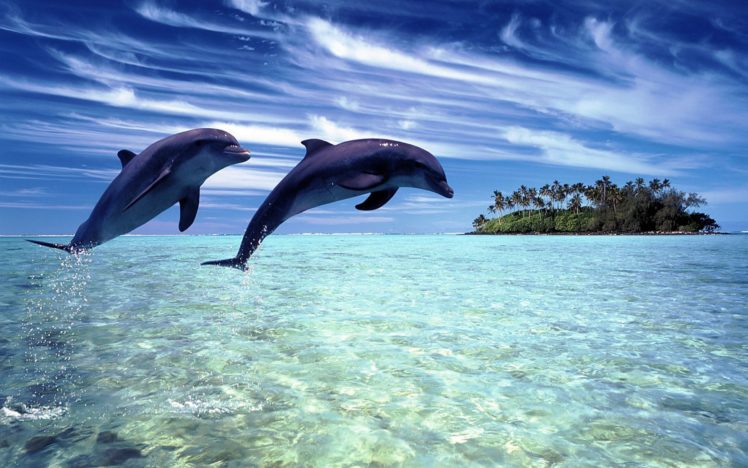 dolphins HD Wallpaper Desktop Background