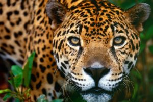 jaguars, Brazil, Wildlife, Animals