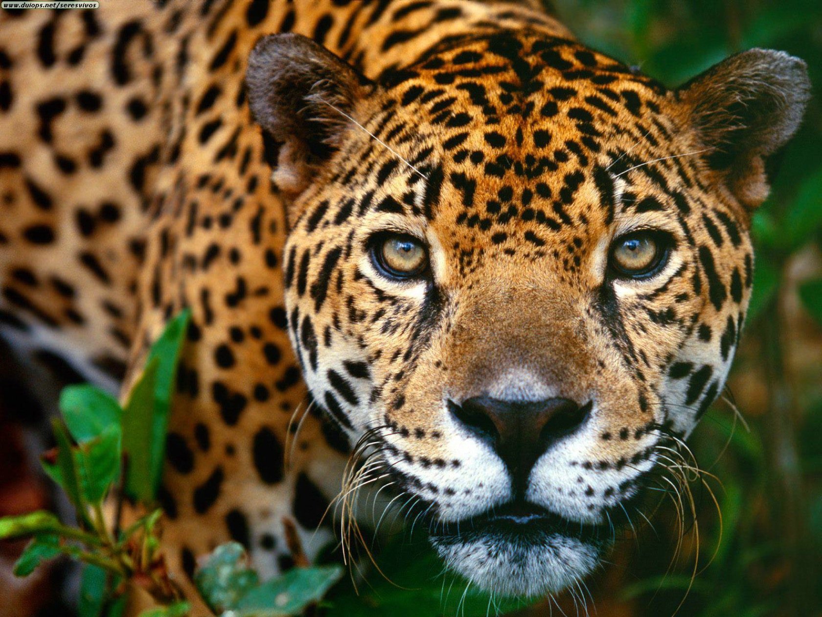 jaguars, Brazil, Wildlife, Animals Wallpaper