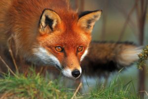 red, Animals, Foxes