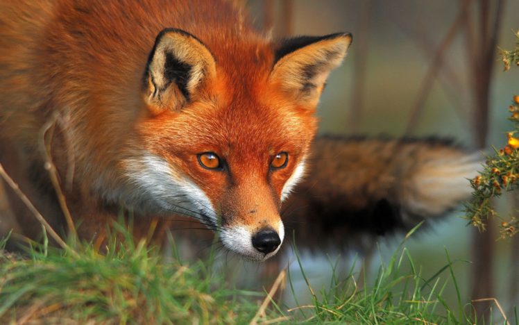 red, Animals, Foxes HD Wallpaper Desktop Background