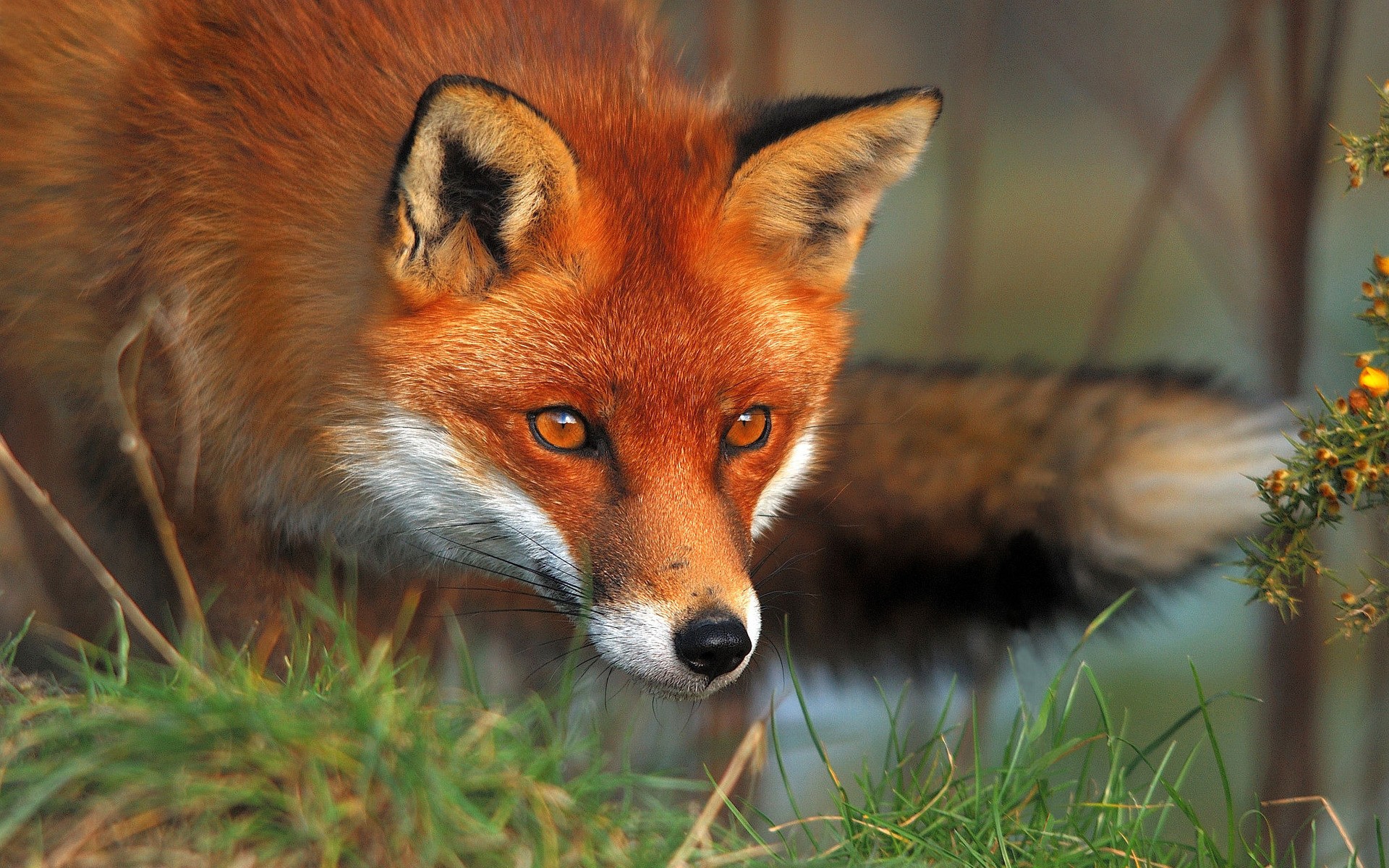 red, Animals, Foxes Wallpaper