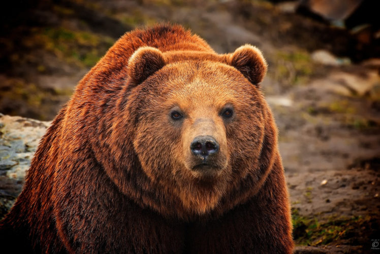 bears, Brown, Glance, Animals, Bear HD Wallpaper Desktop Background