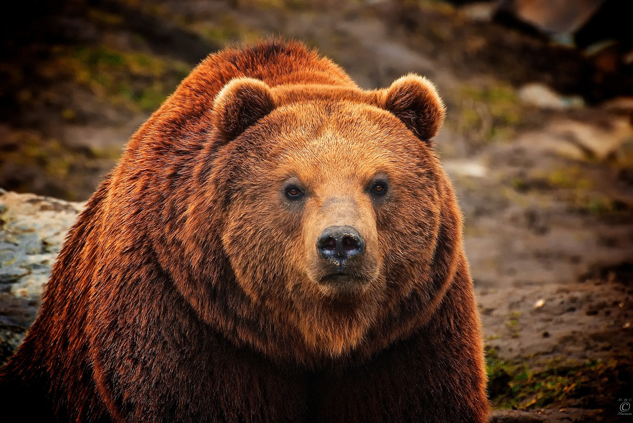 bears, Brown, Glance, Animals, Bear Wallpaper