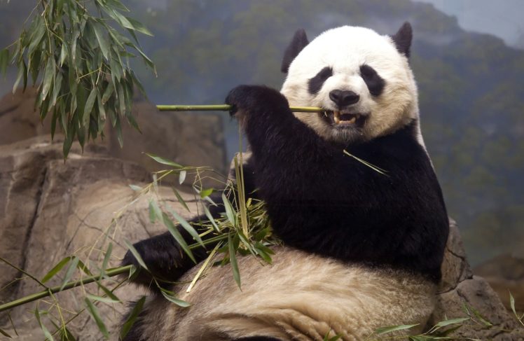 bears, Pandas, Animals, Bear, Panda HD Wallpaper Desktop Background