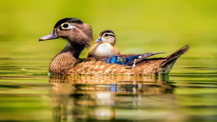 animal, Cute, Baby, Beauty, Lake, Water, Bird, Duck, Duck HD Wallpaper Desktop Background