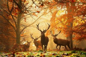 deer, Grass, Leaves, Autumn, Trees, Animal, Forest