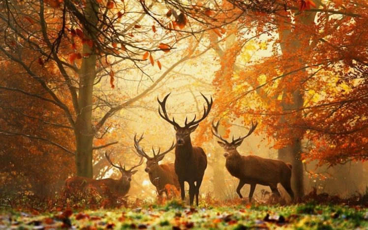 deer, Grass, Leaves, Autumn, Trees, Animal, Forest HD Wallpaper Desktop Background