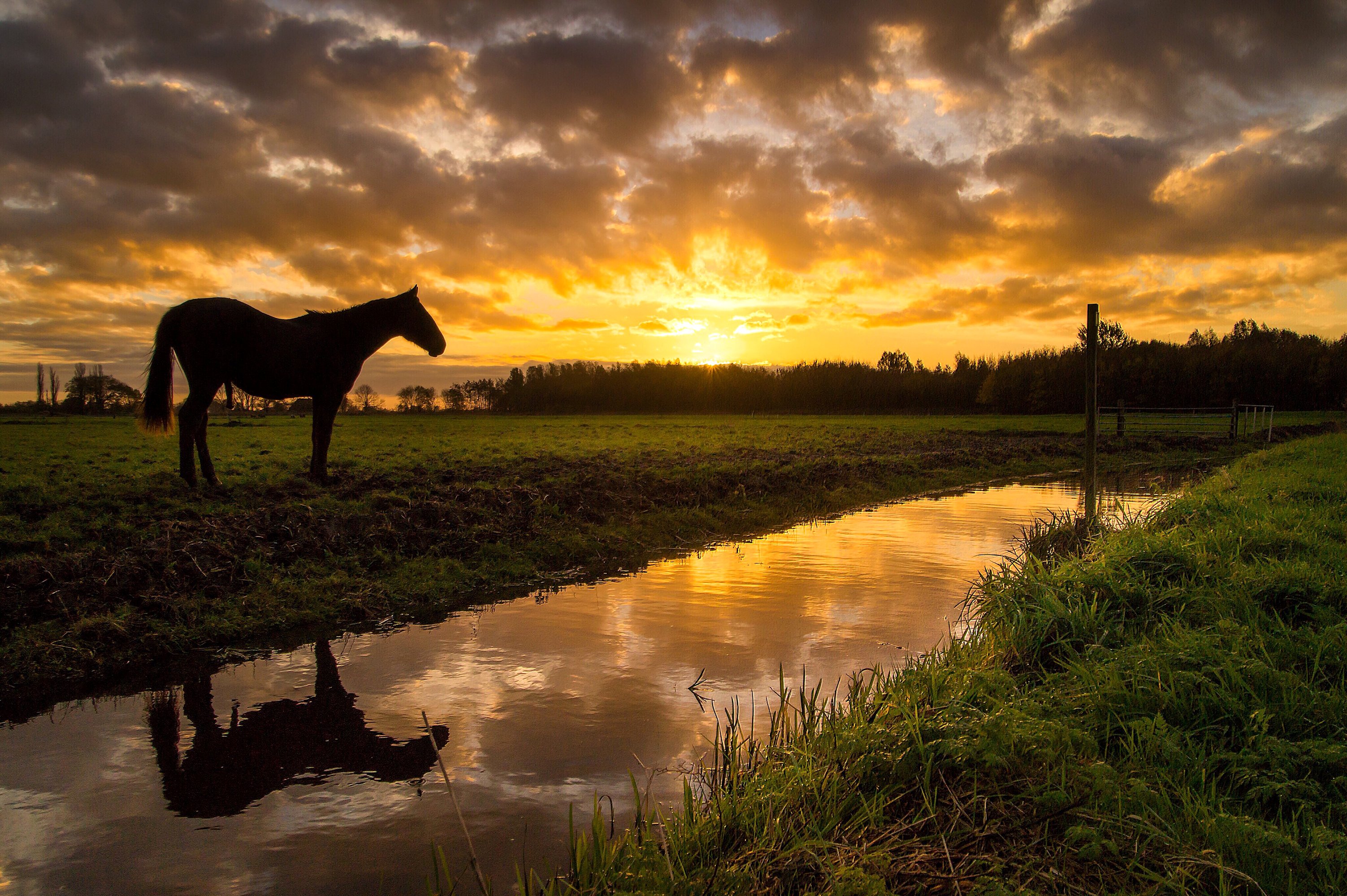 Scenery Sunrises And Sunsets Grasslands Rivers Horses Sky 