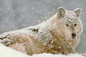 lobo, Blanco, Canido, Animales, Depredador